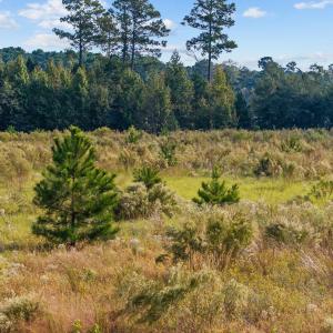 Photo #5 of TBD Old Reaves Ferry Rd., Conway, SC 35.6 acres