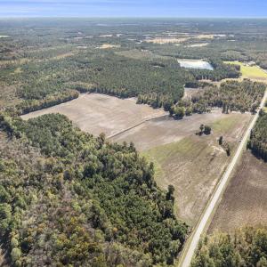 Aerial view of a forest
