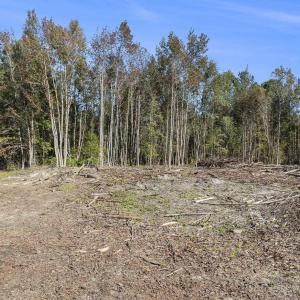 View of tree filled area