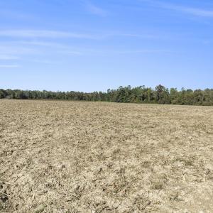 View of local wilderness with rural landscape