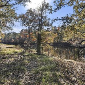 View of tree filled area