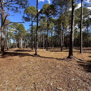 View of local wilderness
