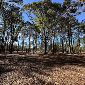 View of local wilderness