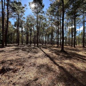 View of undeveloped land