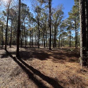 View of local wilderness