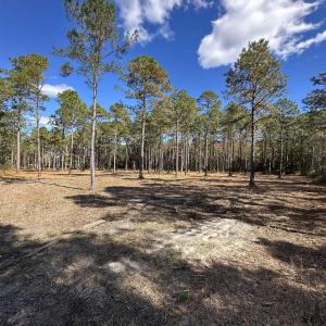 View of tree filled area