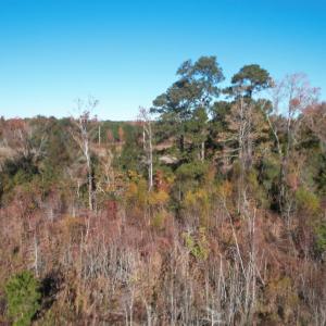 View of tree filled area