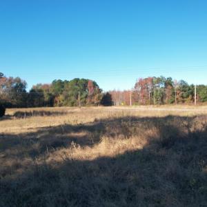 View of local wilderness