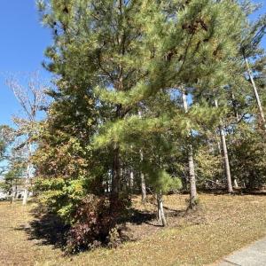 Photo #1 of 2405 Gist Ln., Myrtle Beach, SC 0.5 acres