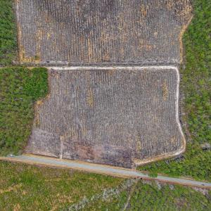Photo #9 of TBD Joyner Swamp Rd., Galivants Ferry, SC 5.0 acres