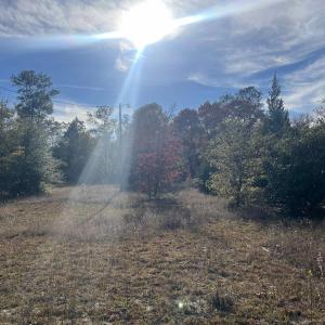 View of undeveloped land