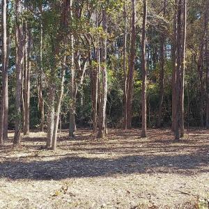 Photo #3 of Millers Rd., Mullins, SC 3.1 acres