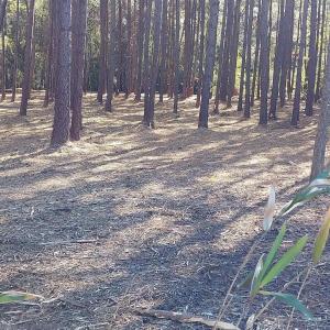 Photo #1 of Millers Rd., Mullins, SC 3.1 acres