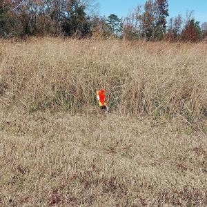 Photo #6 of Millers Rd., Mullins, SC 3.1 acres