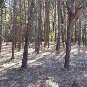 Photo #4 of Millers Rd., Mullins, SC 3.1 acres