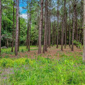 Photo #9 of Millers Rd., Mullins, SC 3.1 acres