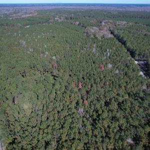 Photo #2 of 7.90 Acres-TBD Puncheon Creek Dr., Andrews, SC 7.9 acres