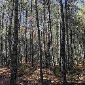 Photo #9 of 793 Puncheon Creek Dr., Andrews, SC 26.1 acres
