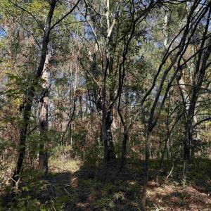 Photo #6 of 793 Puncheon Creek Dr., Andrews, SC 26.1 acres