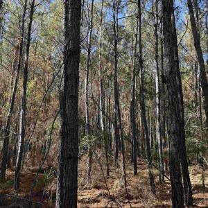 Photo #8 of 793 Puncheon Creek Dr., Andrews, SC 26.1 acres