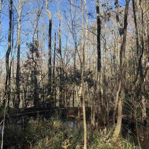 Photo #7 of 793 Puncheon Creek Dr., Andrews, SC 26.1 acres