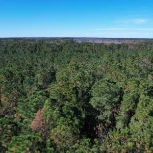 Photo #10 of 793 Puncheon Creek Dr., Andrews, SC 26.1 acres