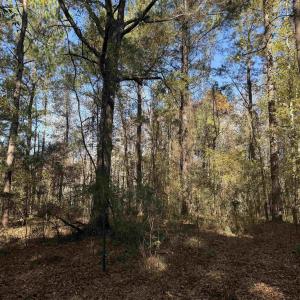 Photo #5 of 793 Puncheon Creek Dr., Andrews, SC 26.1 acres