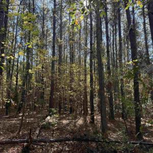 Photo #3 of 793 Puncheon Creek Dr., Andrews, SC 26.1 acres
