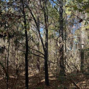Photo #4 of 793 Puncheon Creek Dr., Andrews, SC 26.1 acres