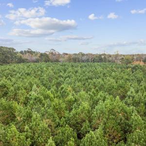 Photo #15 of lots 3-9 Creek Landing Rd, Nichols, SC 25.2 acres