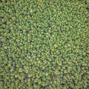 Photo #16 of lots 3-9 Creek Landing Rd, Nichols, SC 25.2 acres