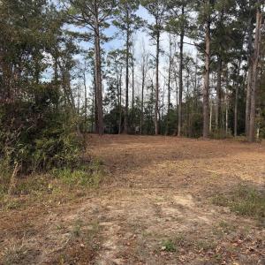 View of local wilderness