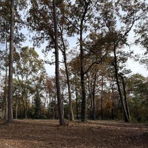 View of local wilderness