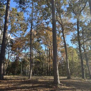 View of tree filled area