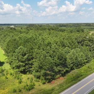Drone / aerial view of a forest