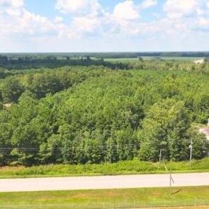 Bird's eye view of a forest