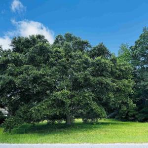 Photo #6 of TBD South Bay St., Georgetown, SC 0.6 acres