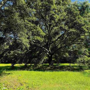 Photo #1 of TBD South Bay St., Georgetown, SC 0.6 acres