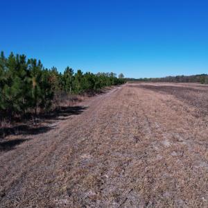 Photo #9 of 53.86 Acres-TBD Pate Rd, Bishopville, SC 53.9 acres