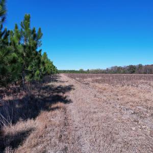 Photo #13 of 53.86 Acres-TBD Pate Rd, Bishopville, SC 53.9 acres