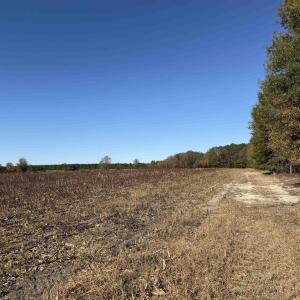 Photo #16 of 53.86 Acres-TBD Pate Rd, Bishopville, SC 53.9 acres