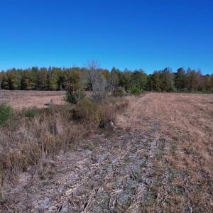 Photo #6 of 53.86 Acres-TBD Pate Rd, Bishopville, SC 53.9 acres