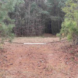 View of tree filled area