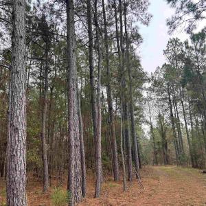 View of tree filled area