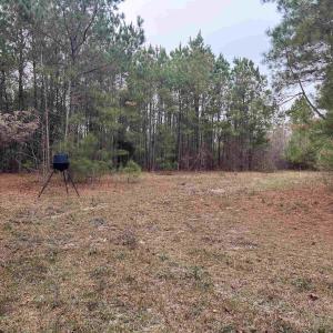 View of yard featuring a view of trees