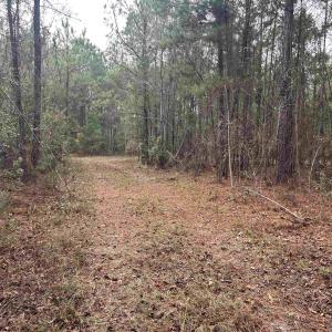 View of tree filled area
