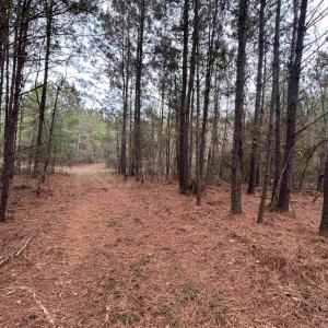 View of tree filled area