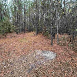 View of wooded area