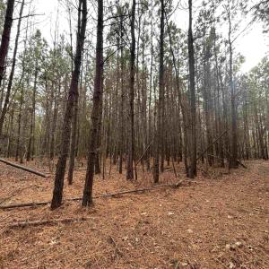 View of wooded area