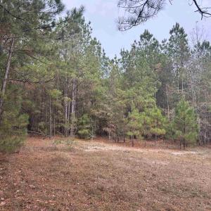 View of wooded area